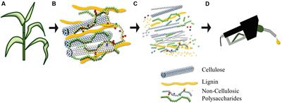 Emerging Technologies for the Production of Renewable Liquid Transport Fuels from Biomass Sources Enriched in Plant Cell Walls